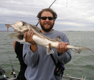 Fig. 1: One of the elephant sharks used in a study showing that the elephant shark may be capable of color vision. The shark is held by A. S. Ibrahim from RMIT, Melbourne, Australia.