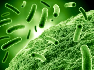 Pathogens, such as bacteria, have a greater chance of infecting individuals who carry variants of the CISH gene, which is involved in controlling the immune response.