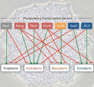 The ‘precarious balance’ model of pluripotency proposed by Loh and Lim