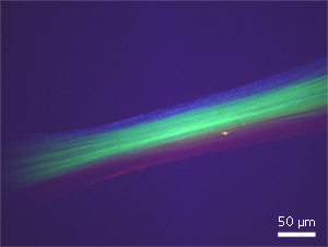 Multicomponent fibers obtained from multiple polyelectrolyte interfaces