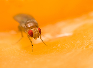 Genes that cooperate with known cancer 'drivers' to promote tumor formation in the fruit fly are pointing the way to equivalents in humans.