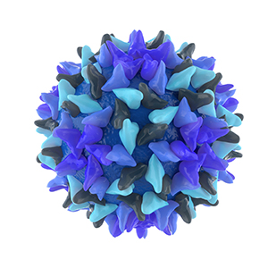 A computer-generated image of the hepatitis B virus.
