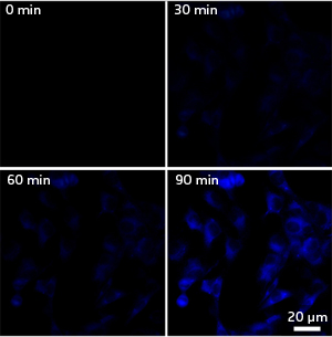 Treatment with the drug staurosporine triggers onset of apoptosis in cultured cells, resulting in increased blue fluorescent signal over time.