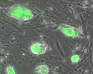 Fluorescently labeled stem cells express a mutated version of Sox17 that changes this protein’s interaction with Oct4, enabling these cells to maintain pluripotency.