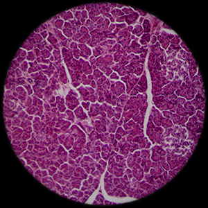The potential for restoring a damaged liver to a healthy state (pictured) could improve by incorporating vascular cells into hydrogel fibers used in tissue engineering.