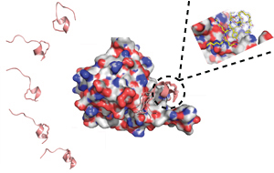 The key steps in designing stapled peptides: modeling of peptides when unbound (left), simulation of the peptide in complex with eIF4E to rationally design improved staples (center), and experimental determination of the structure of the complex to validate the method (right).