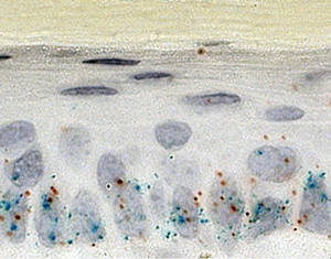 Axin2 (red) and Wnt (turquoise) mRNA transcripts are expressed by stem cells at the base of the mouse epidermis. Differentiated cells lie close to the surface of the skin.