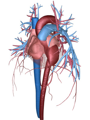The heart circulatory system — the left ventricle is the dark red chamber shown on the right side of the image.