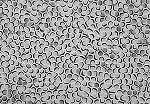 The tips of vertically aligned hollow polymer nanotubes poke out of a porous alumina template.