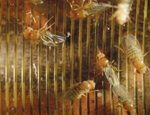 A study into fruit fly memories reminds us of the importance of using correct statistical methods.