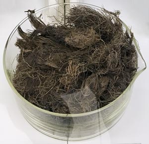 Biomass such as this waste from palm oil production could replace petrochemicals for making nylon.