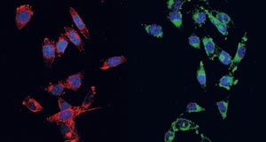 The probe developed in this study emits red light (left) on reacting with an antioxidant in a cell, indicating that it is ready to be irradiated with the excitation light. After excitation, it emits green light (right), indicating that the cell is in its death throes.