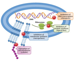 Using colistin in combination with other antibiotics (rifampicin, tigecycline and meropenem) proved more effective in treating multidrug-resistant bacteria than applying the antibiotics individually. That is because the four antibiotics used had different killing mechanisms against microbes.
