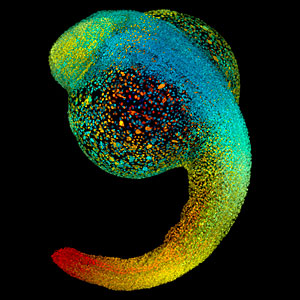 Studies of heart development in zebrafish embryos could lead to new stem cell therapies.