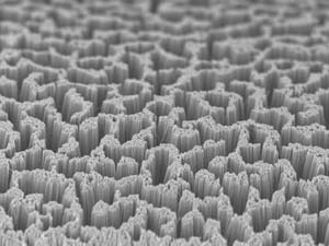 A coating of alkylthiol molecules protects a forest of silicon nanowires.