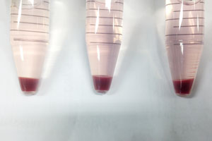 Red blood cells grown from stem cells using a microcarrier-based suspension culture platform developed at A*STAR.