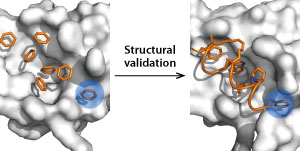 Binding pocket detection using benzene molecules as probes (left) and structural validation using stapled peptides (right).