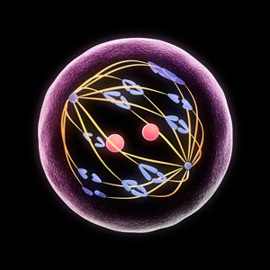 Researchers have identified a ‘speedy’ protein that plays an important role in the cell division process called meiosis.