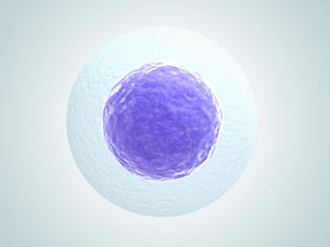 Researchers have identified the regulatory factors involved in the production of egg precursor cells during embryonic development.