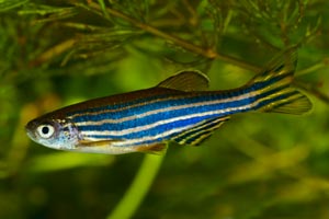 Genetically modified zebrafish can offer quick, useful insights into whether a drug may be harmful to humans.