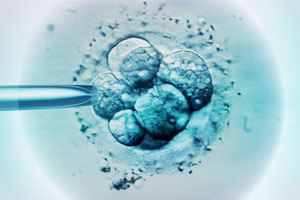 A*STAR researchers have discovered a gene which paves the way to reduced IVF failure rates.