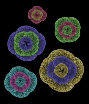 Transverse mouse kidney sections pseudo-colored and arranged in a spiral form