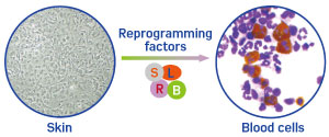 A*STAR researchers have identified four transcription factors that can ‘reprogram’ mouse fibroblast cells, causing them to become different types of blood and immune cells.
