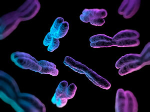 A*STAR researchers discover a protein duo that helps chromosomes in reproductive cells find each other.