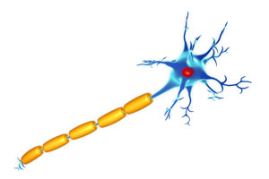A nerve cell, with a protective myelin sheath indicated in yellow.