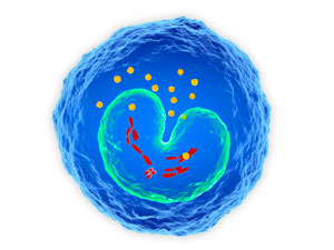 Monocytes, or white blood cells, play an essential role in protecting us from pathogens, but can also overexpress excitatory proteins associated with systemic lupus. It is yet to be seen whether this overexpression contributes to the disease, or just indicates its presence.