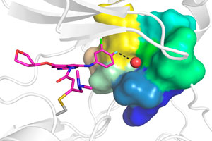 Molecular simulation of afatinib (magenta) bound to EGFR19del (gray), with a single water molecule (red sphere) mediating interactions (dotted line) between the drug and the protein. Other mutation-prone amino acids within the drug-binding pocket are individually colored.