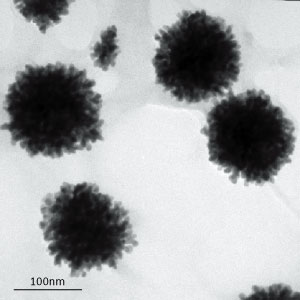 Gold nanocrystals grown in star fruit juice formed flower-shaped structures.
