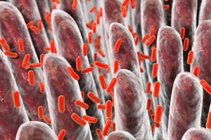 A*STAR researchers have shown that the bacteria in the gut can affect the microglia in a mouse’s brain.