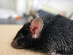 A high-fat diet makes inflammatory skin disease worse in mice.