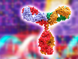 Changing the isotype of Immunoglobulin can make it easier to target specific parts of the body.