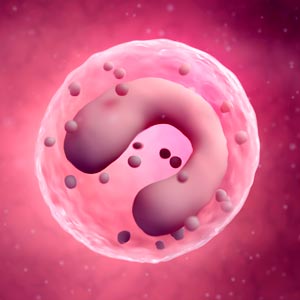 Researchers from the A*STAR Singapore Immunology Network have discovered that a subset of monocytes get more inflammatory as they senesce.