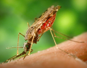 Fig. 1: Photograph of a female Anopheles mosquito, which is a vector of malaria, feeding on a human host.