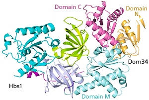 Crystal structure of the Dom34–Hbs1 complex