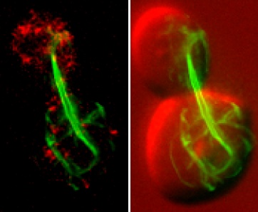 The budding yeast Saccharomyces cerevisiae tagged using green fluorescent protein to highlight a bacterial division protein that assembles into large polymers