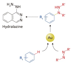 A gold catalyst brings together an arene (blue) and an azodicarboxylate (red) to produce an aromatic hydrazide (top). Also shown is the structure of the antihypertensive drug Hydralazine (apresoline).
