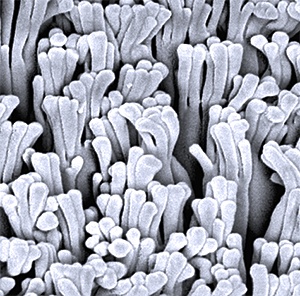 Artificial hairs just a few hundred nanometers in diameter mimic the adhesive surface of a gecko’s toe-pads