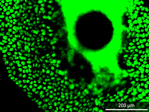 Human embryonic stems cells (green) aggregate around spherical microcarriers (small black circle in center) floating in a nutritional brew, a technique that can be used to grow millions of stem cells.