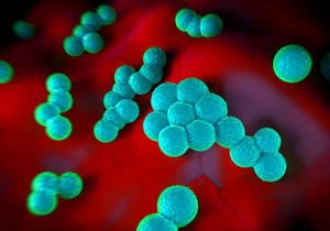A*STAR and SERI researchers have developed a multidisciplinary fragment-based approach that provides antimicrobials against multidrug-resistant pathogens, such as Staphylococcus aureus.