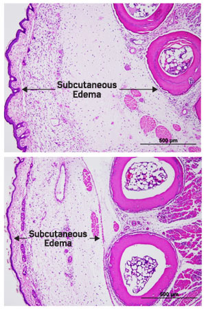 The degree of subcutaneous edema during Chikungunya infection (top) and the fingolimod treated mice (bottom) during the peak of joint swelling.