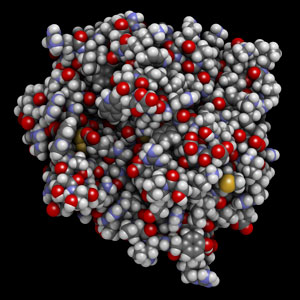 Lund University and A*STAR researchers reveal that fragments of the blood clotting enzyme thrombin (shown) protect the body against infections by aggregating bacteria.