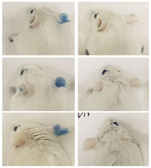 Previously unexposed mice were first injected in their right ears with DP or DN IgG1 B cells and then they were intravenously injected with an antigen. Those injected with DP, on the left, showed a local anaphylactic reaction in their ear (blue). Those injected with DN, on the right, did not. This demonstrates that only the DP cells are producing high affinity IgE.